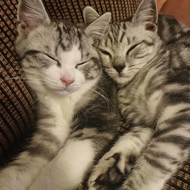 Two sleepy tabby kittens curled up together on the sofa